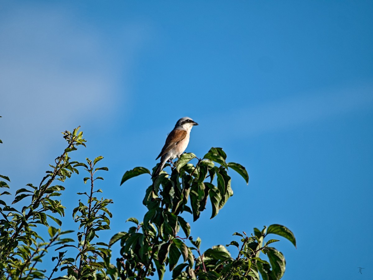Red-backed Shrike - ML640134016