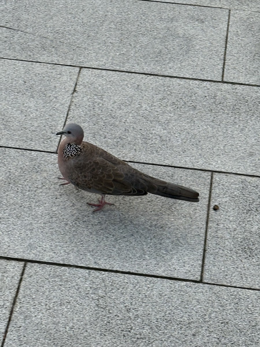 Spotted Dove - ML640134034