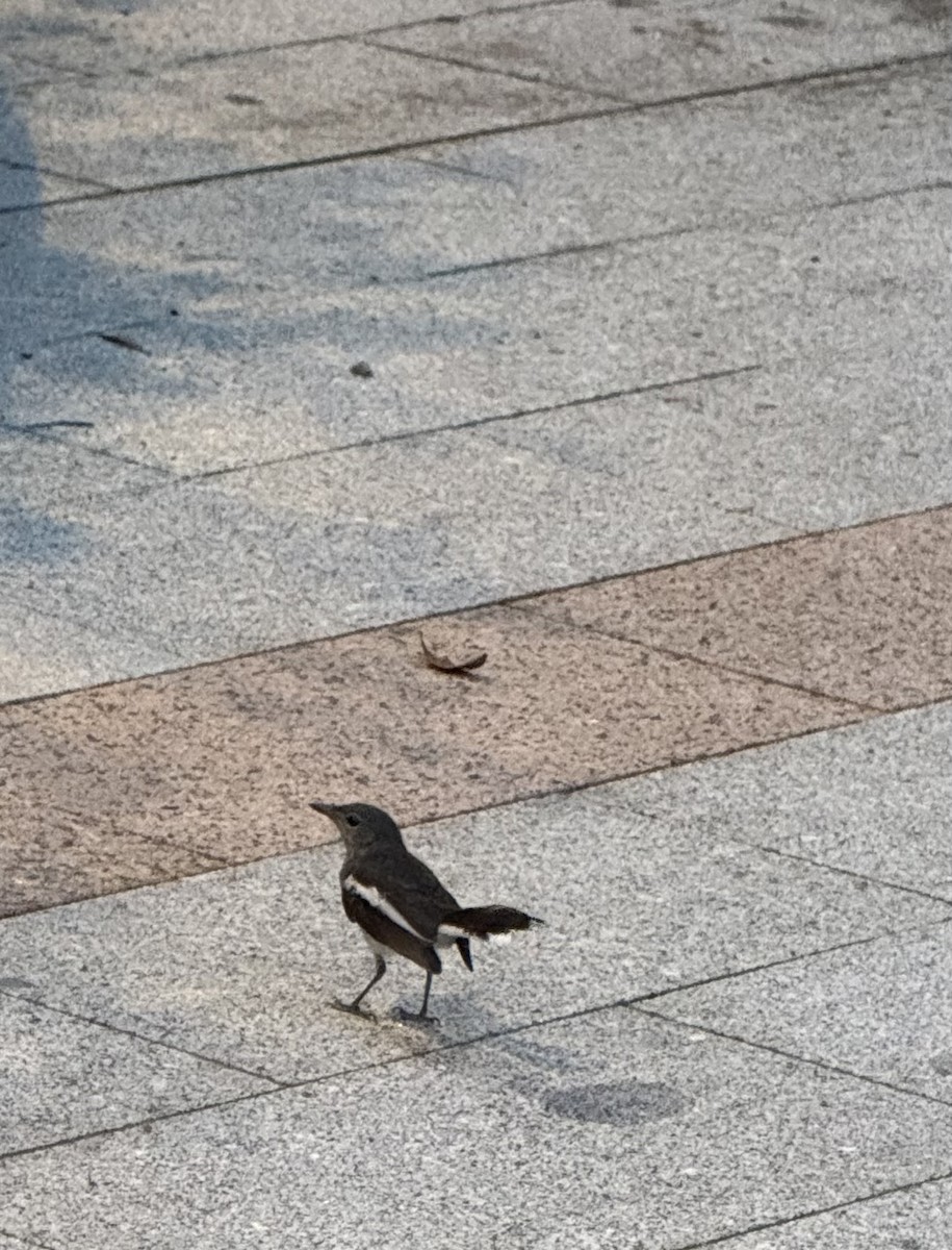 Oriental Magpie-Robin - ML640134051