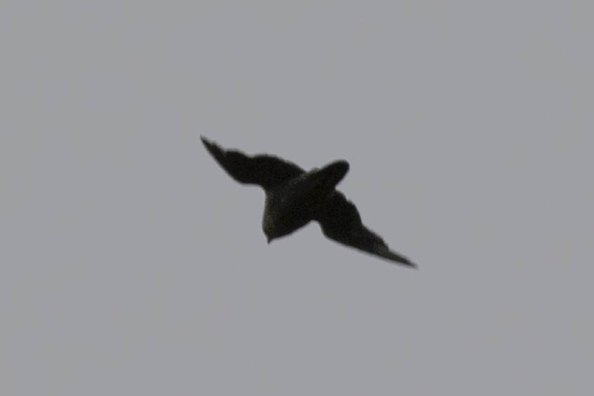 Falco sp. - ML640134056