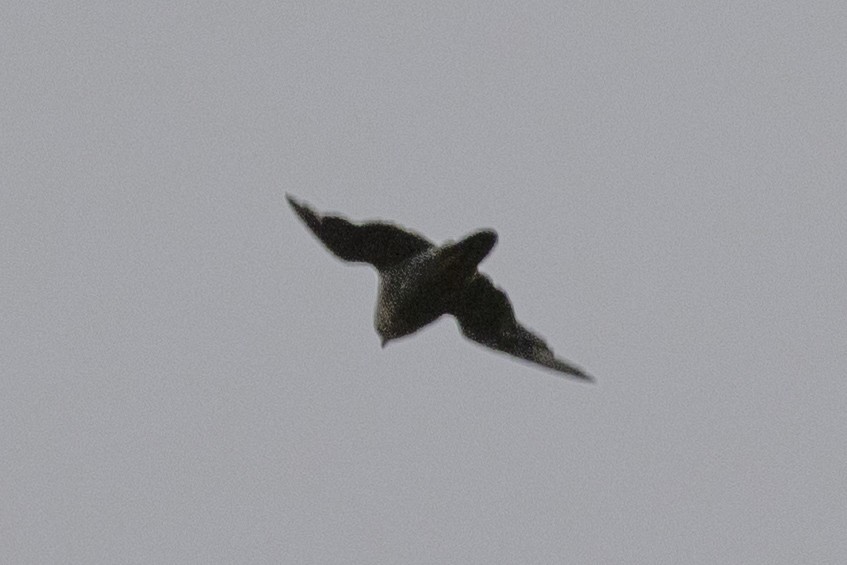 Falco sp. - ML640134058