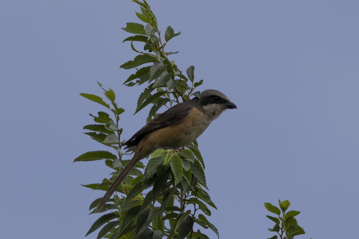 tefravarsler - ML640134065