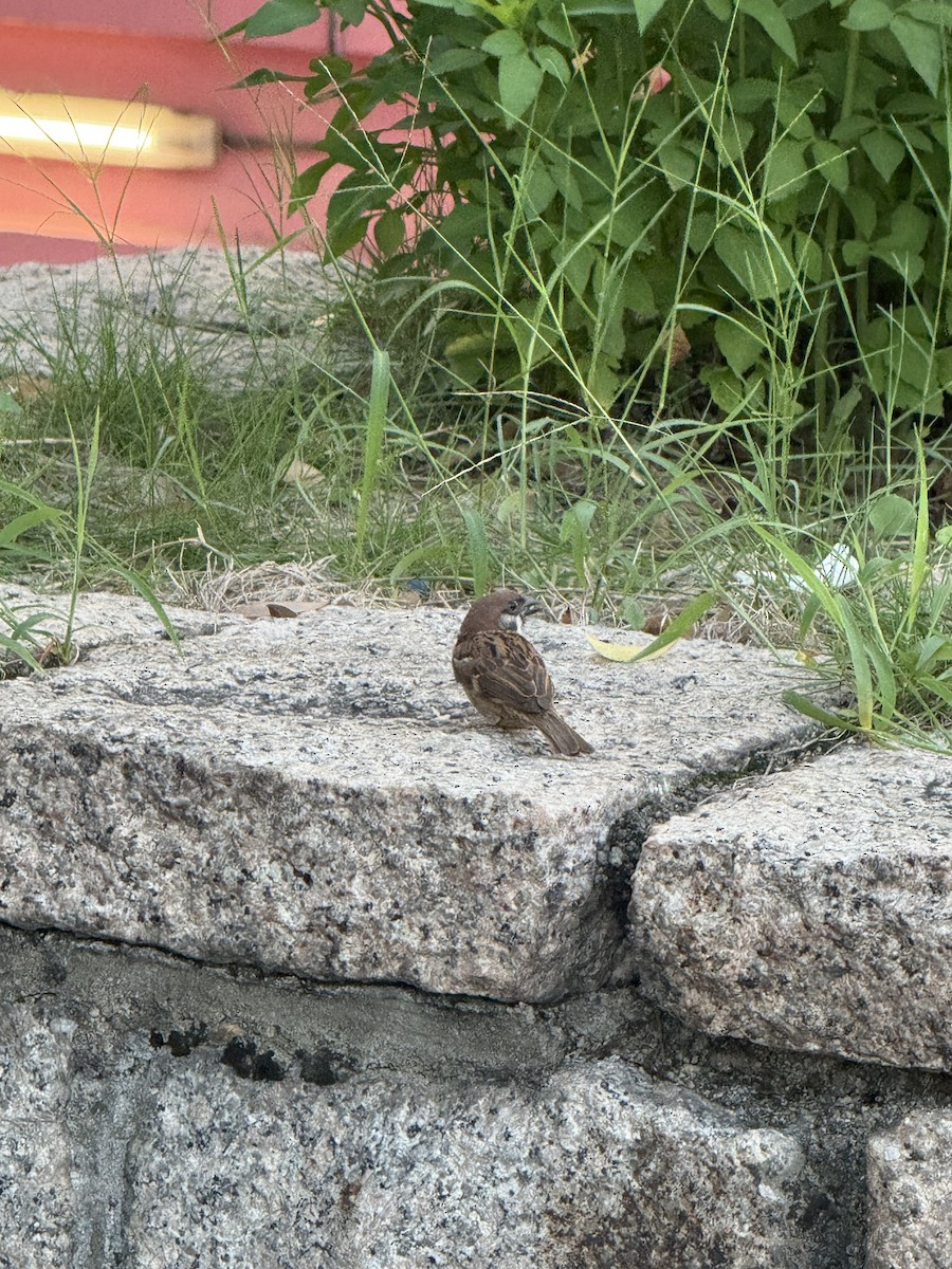 Eurasian Tree Sparrow - ML640134080