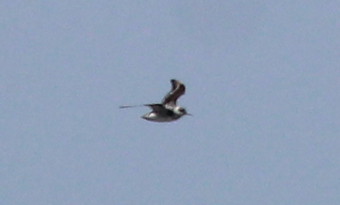 Red-necked Phalarope - ML640134104