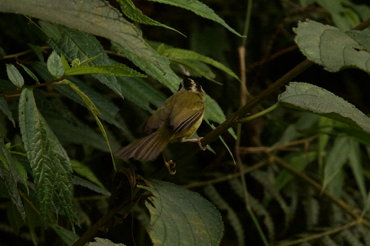 Three-striped Warbler (Three-striped) - ML640134256
