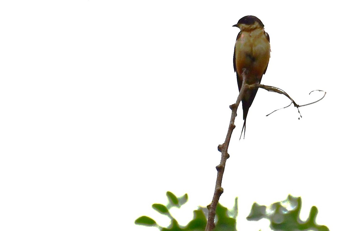 Rufous-chested Swallow - ML640134378