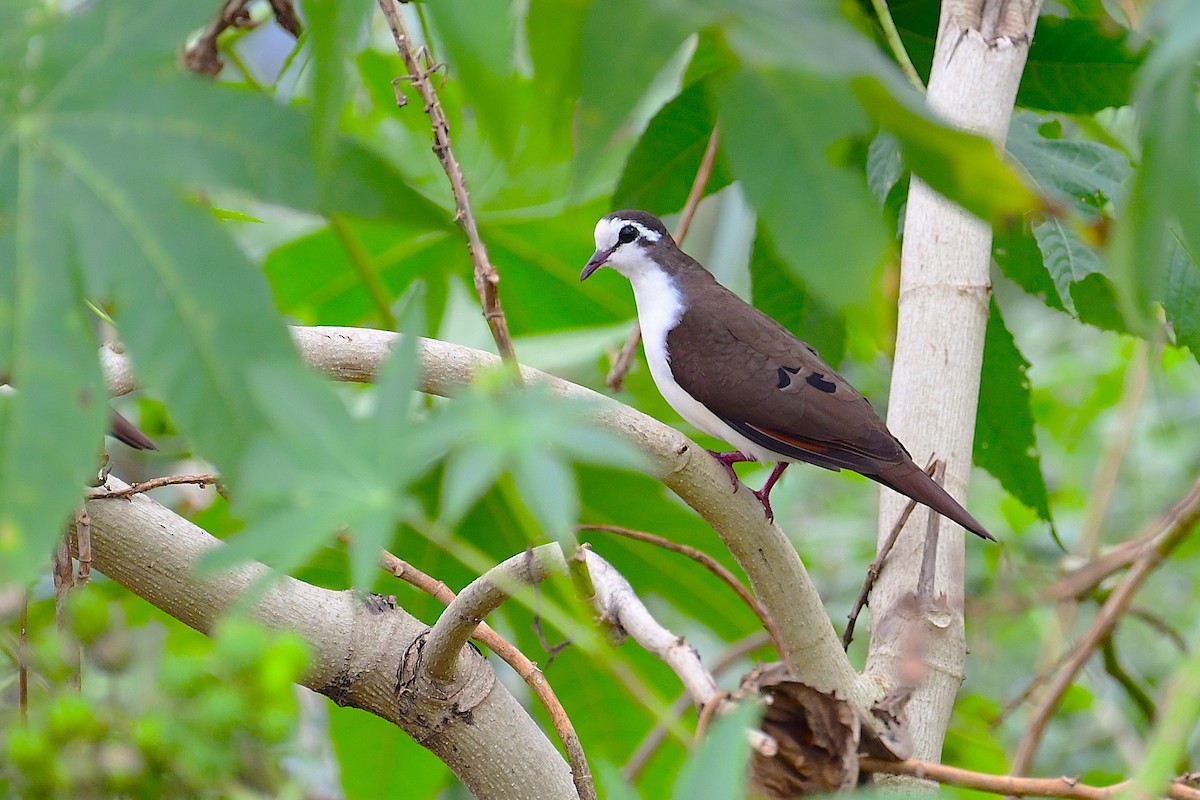 Tambourine Dove - ML640134380