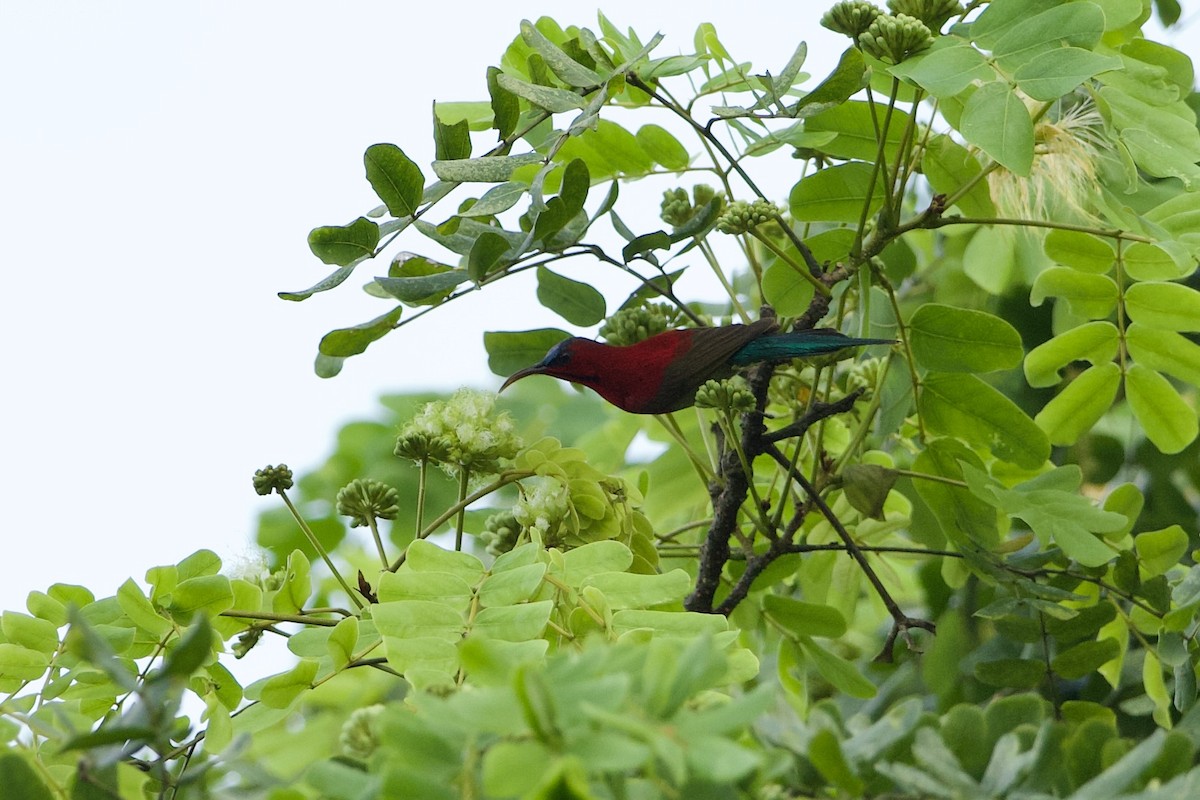 Crimson Sunbird - ML640134410