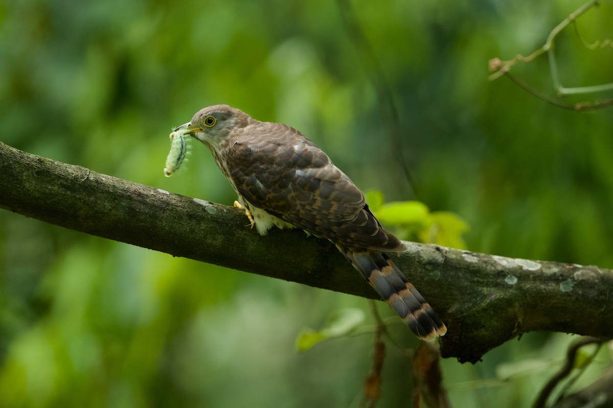 Large Hawk-Cuckoo - ML640134417