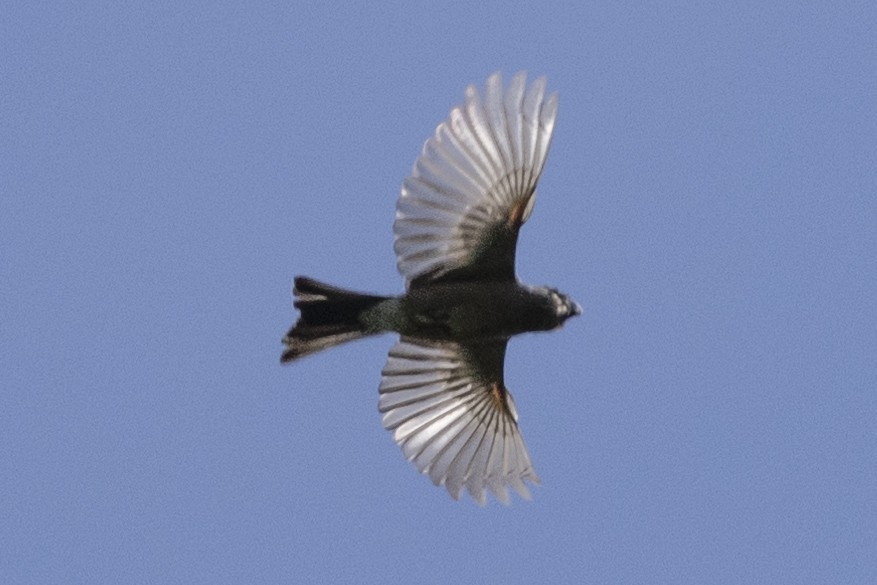Camachuelo Cabecigrís - ML640134479
