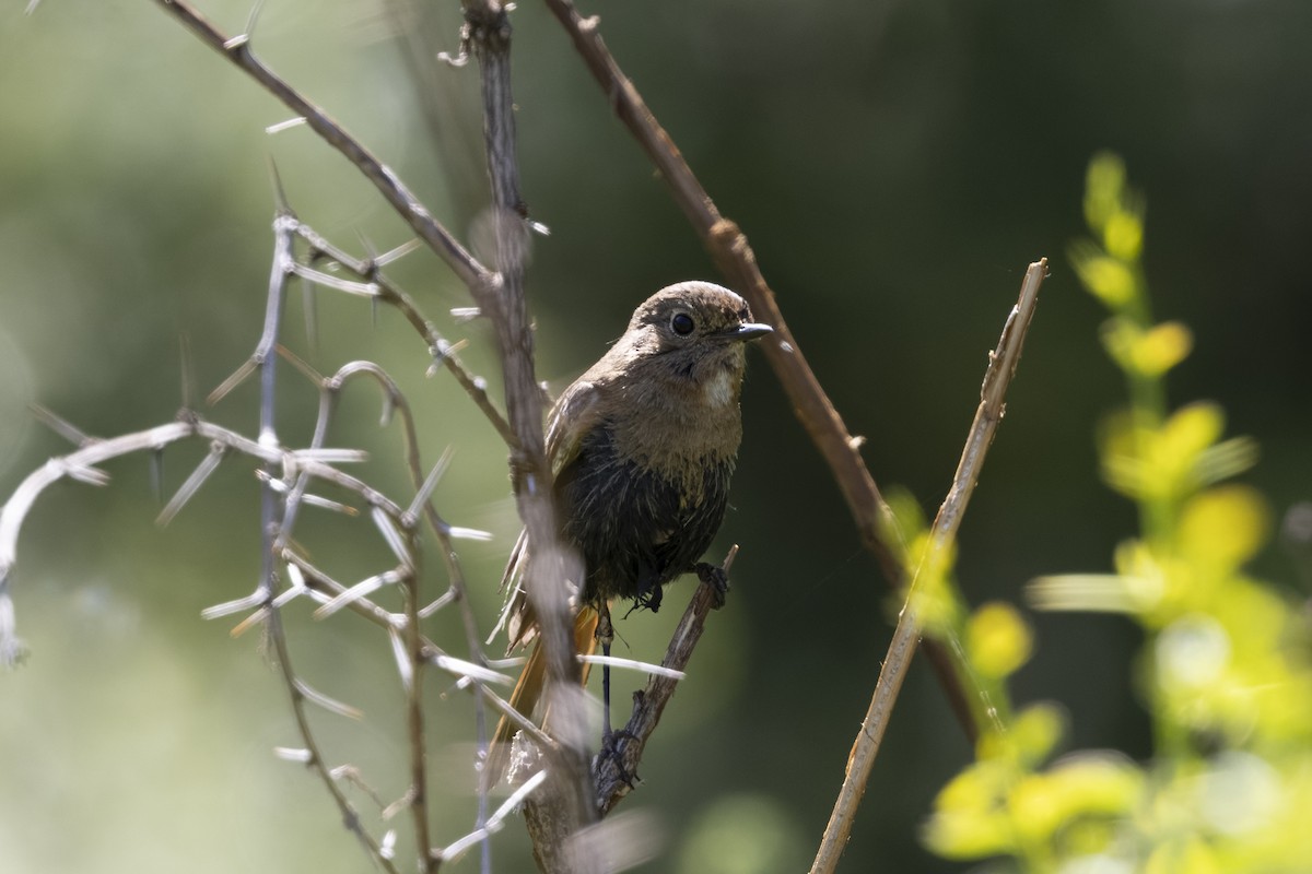 White-throated Redstart - ML640134487