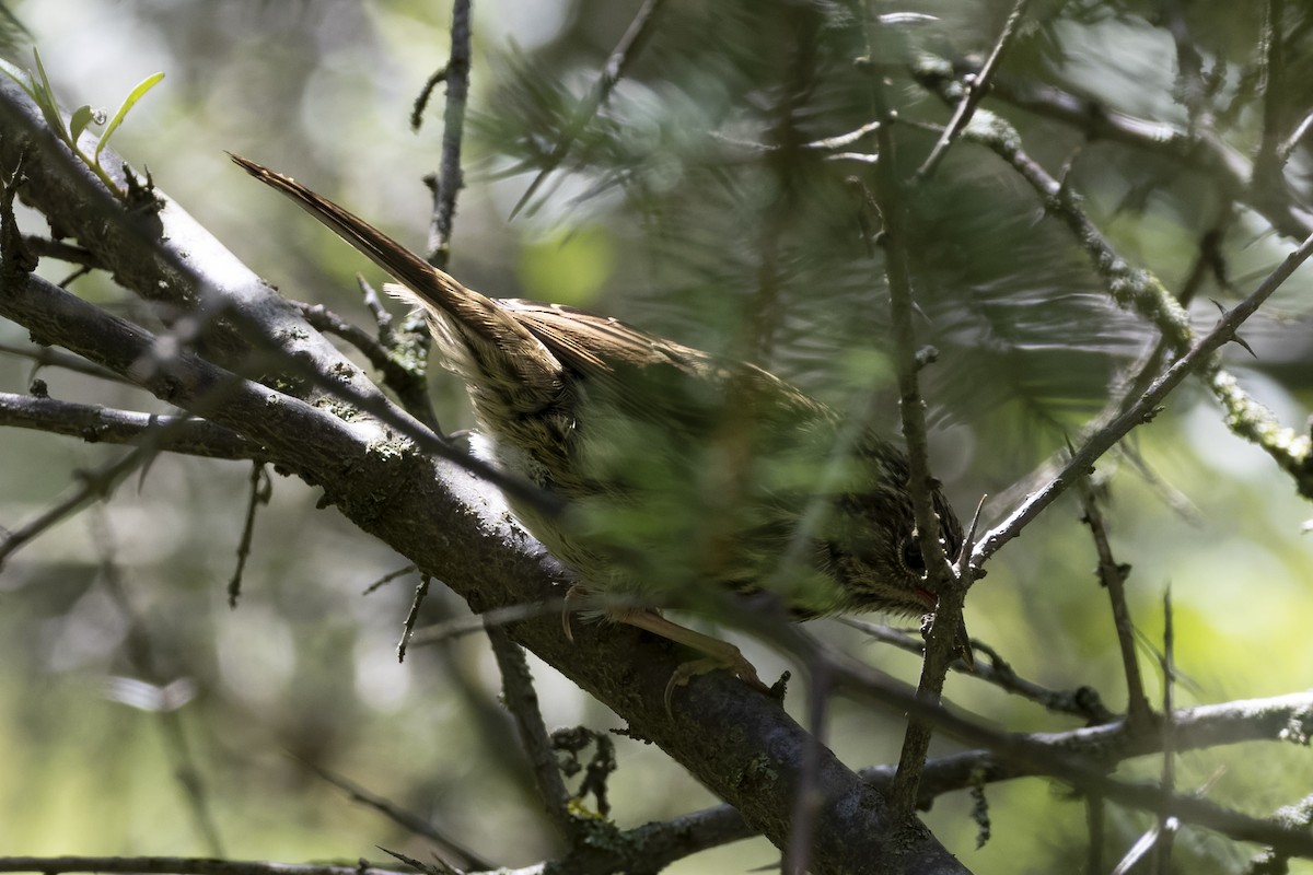 Rufous-breasted Accentor - ML640134490