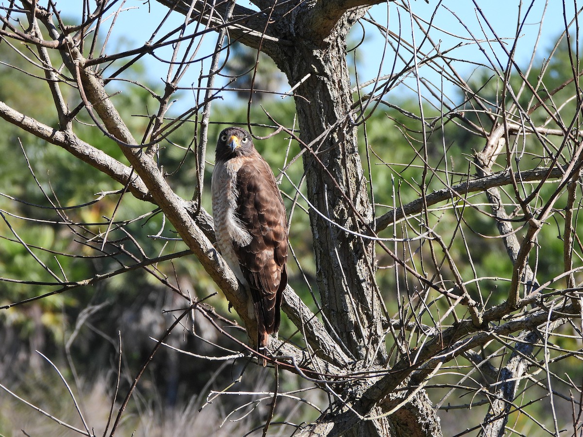 Roadside Hawk - ML640134522