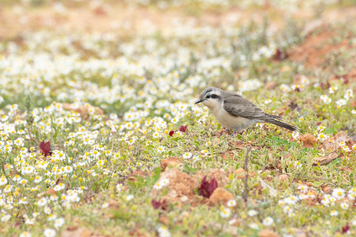 Black-eared Cuckoo - ML640134558