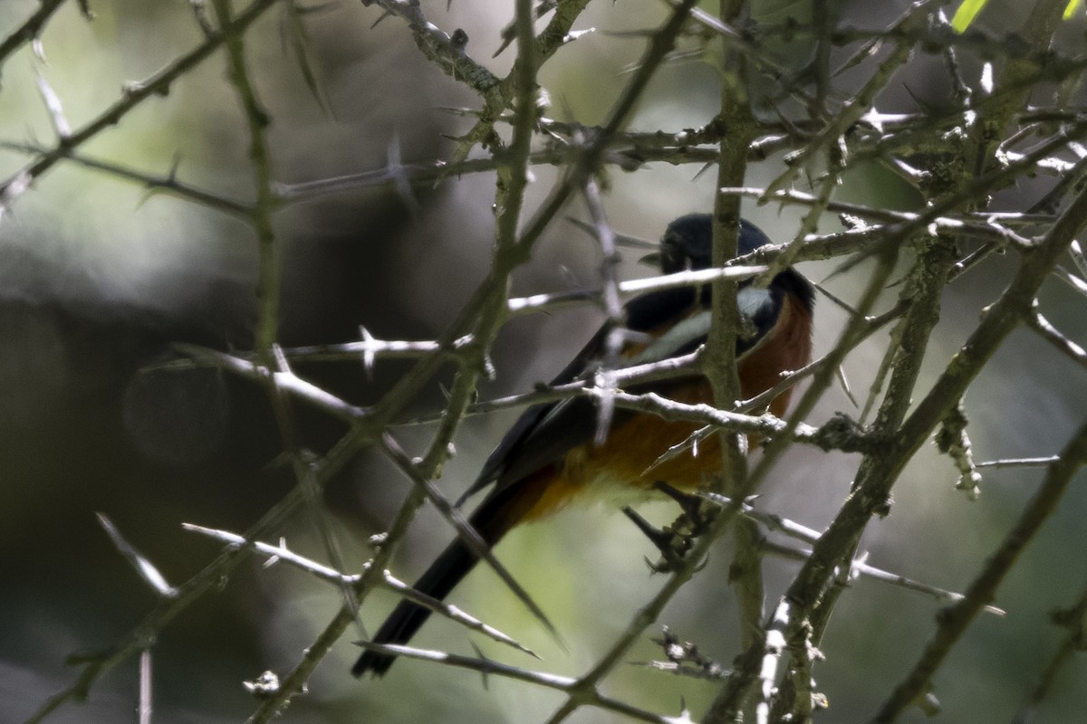 White-throated Redstart - ML640134594