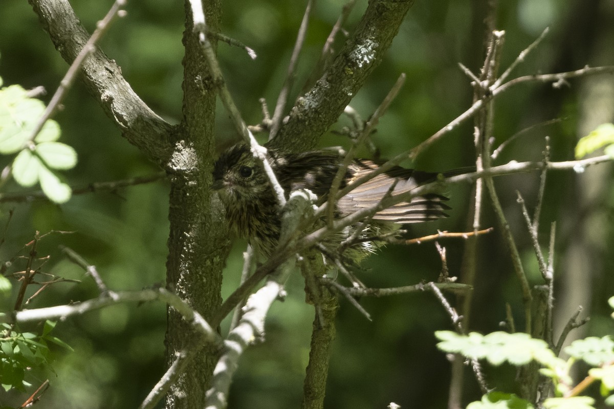 Rufous-breasted Accentor - ML640134596