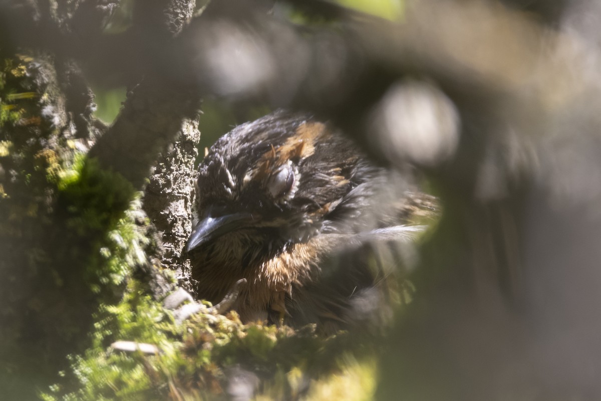 Rufous-breasted Accentor - ML640134602