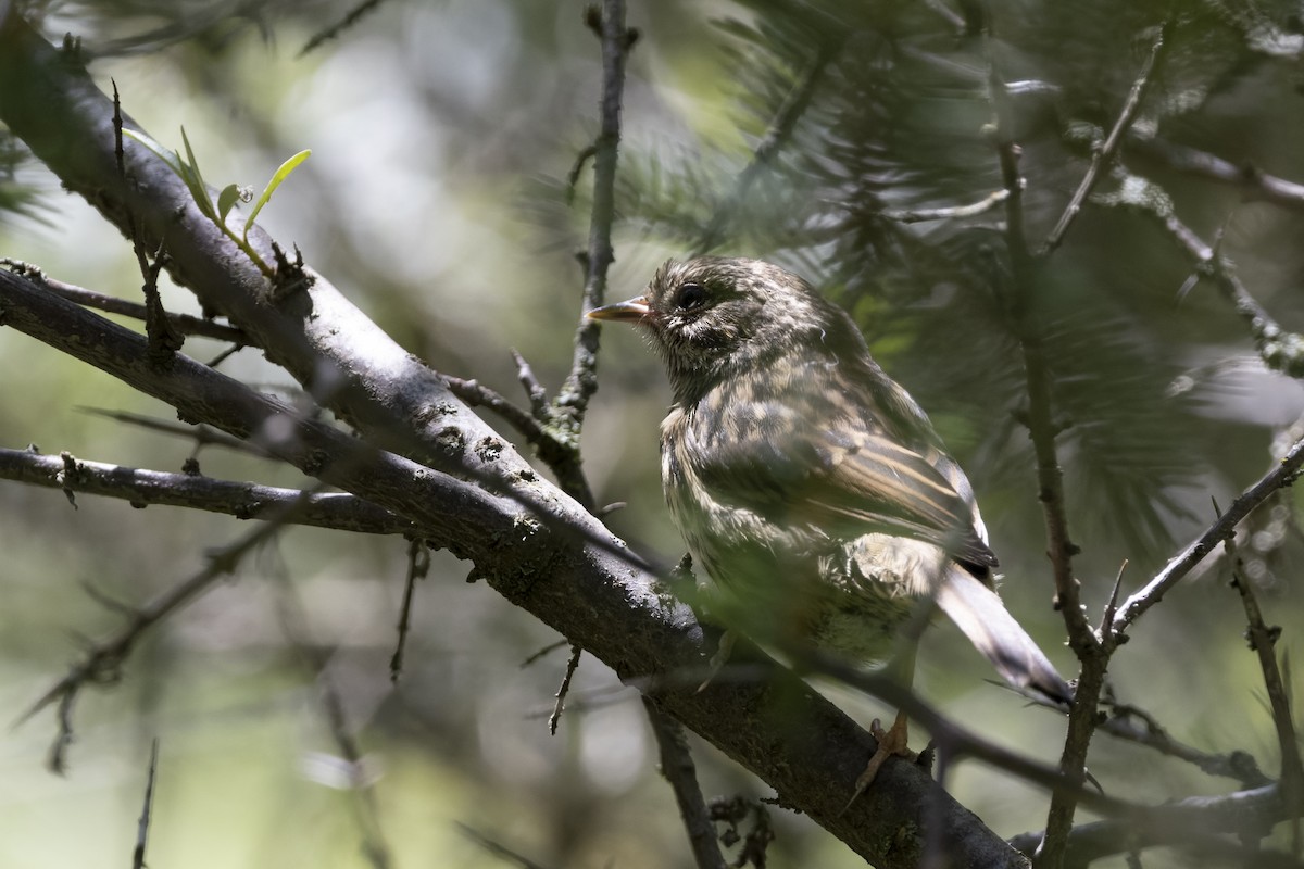Rufous-breasted Accentor - ML640134607