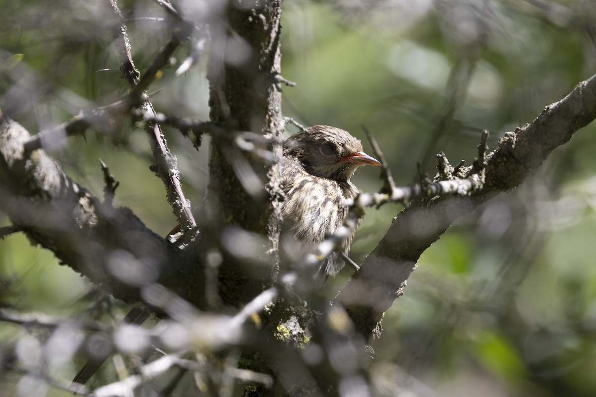 Rufous-breasted Accentor - ML640134608