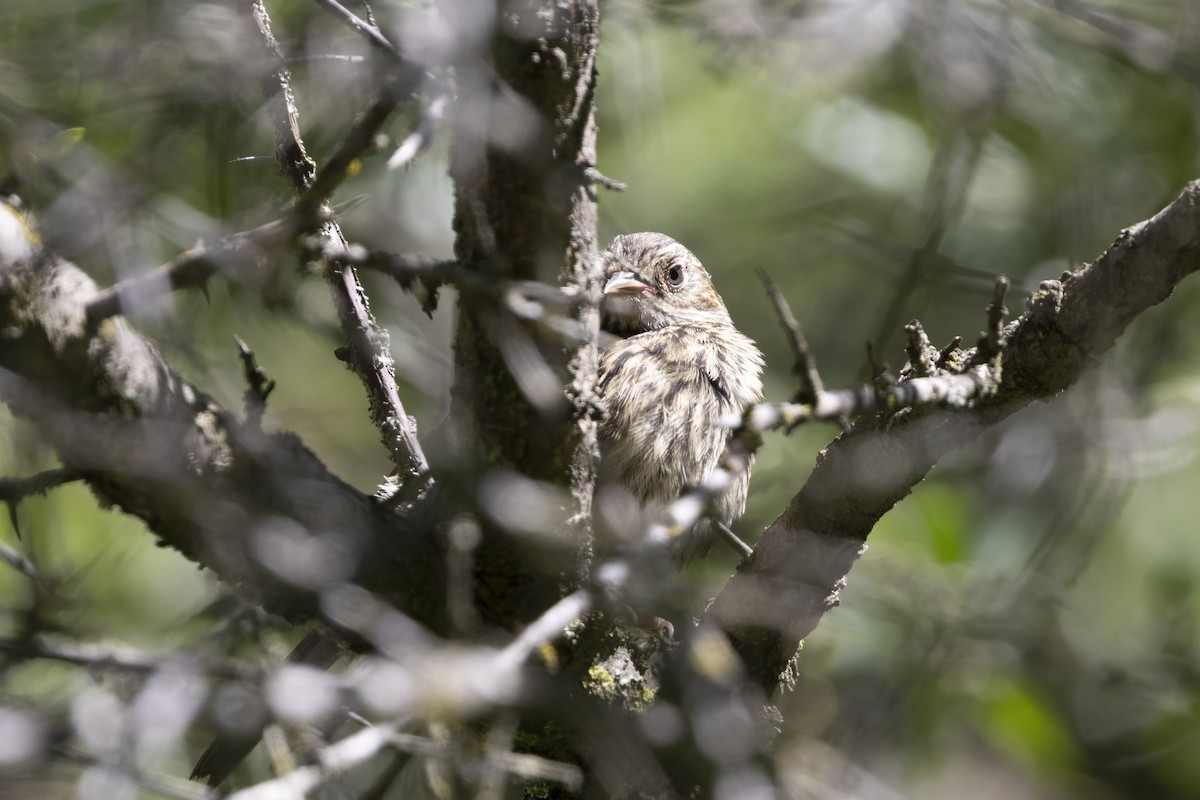 Rufous-breasted Accentor - ML640134609