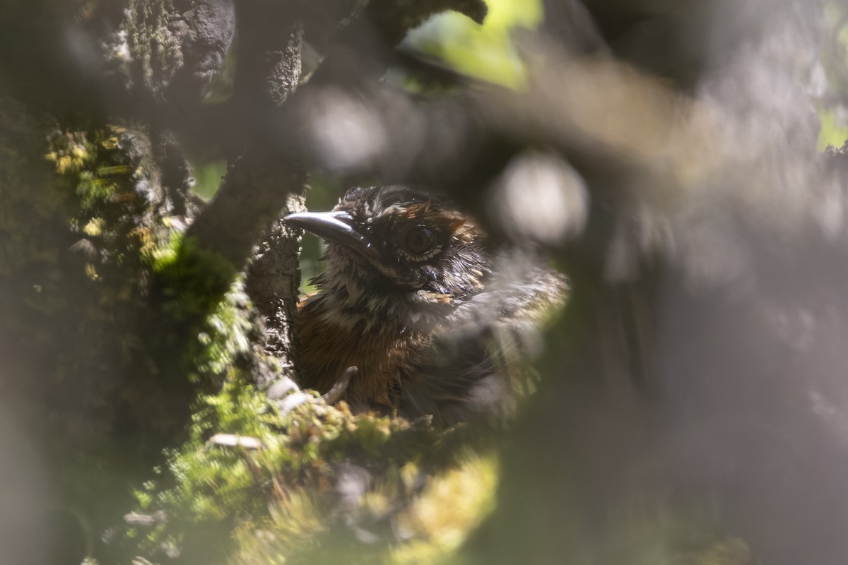 Rufous-breasted Accentor - ML640134610