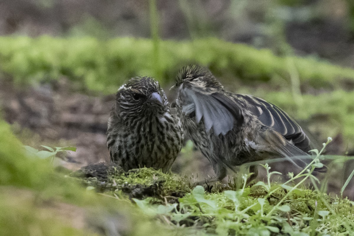 Chinese White-browed Rosefinch - ML640134666