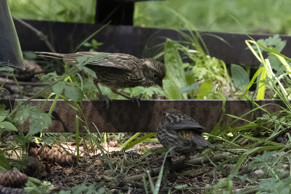Chinese White-browed Rosefinch - ML640134667