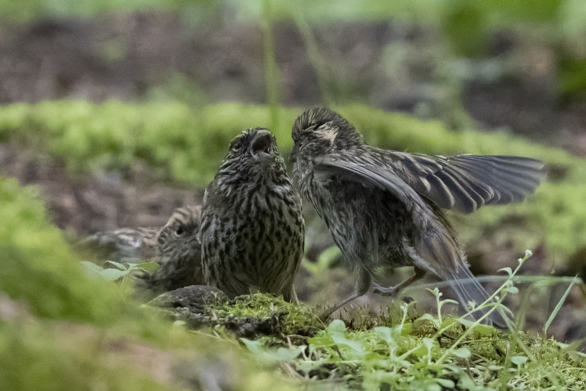 Chinese White-browed Rosefinch - ML640134668