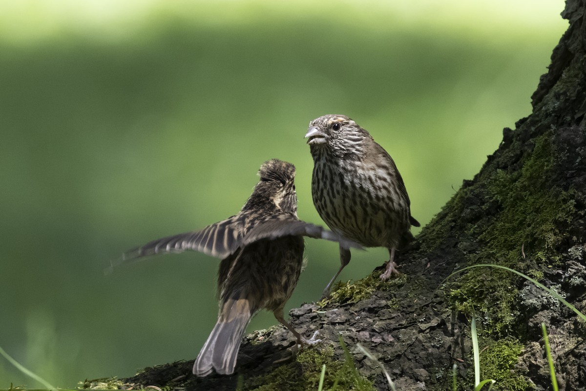 Chinese White-browed Rosefinch - ML640134669