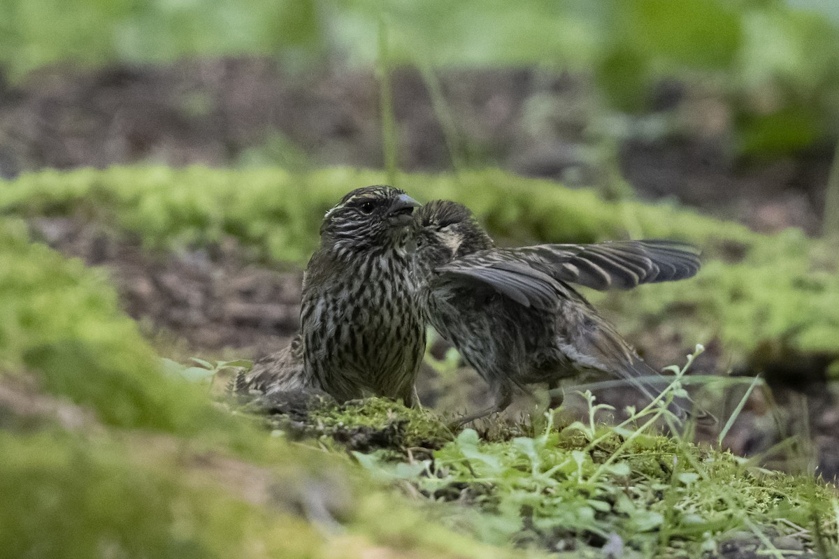 Chinese White-browed Rosefinch - ML640134670