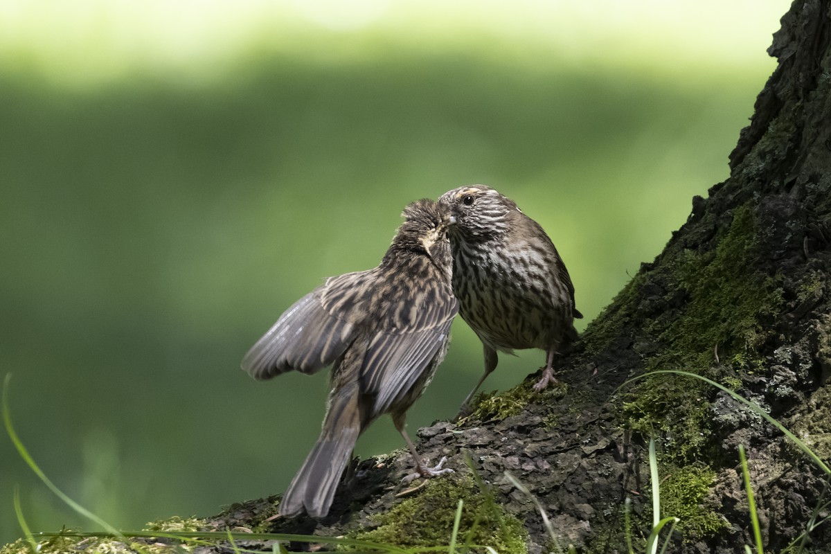 Chinese White-browed Rosefinch - ML640134671