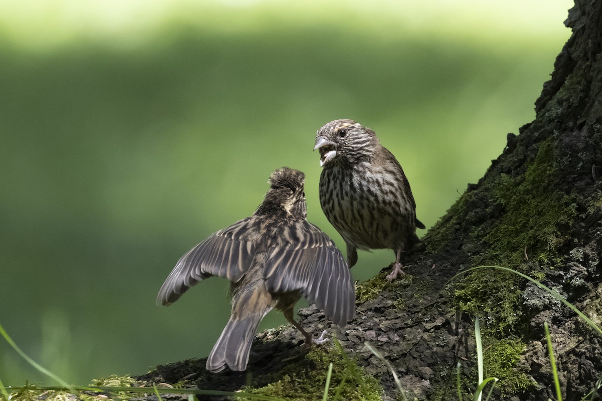 Chinese White-browed Rosefinch - ML640134672