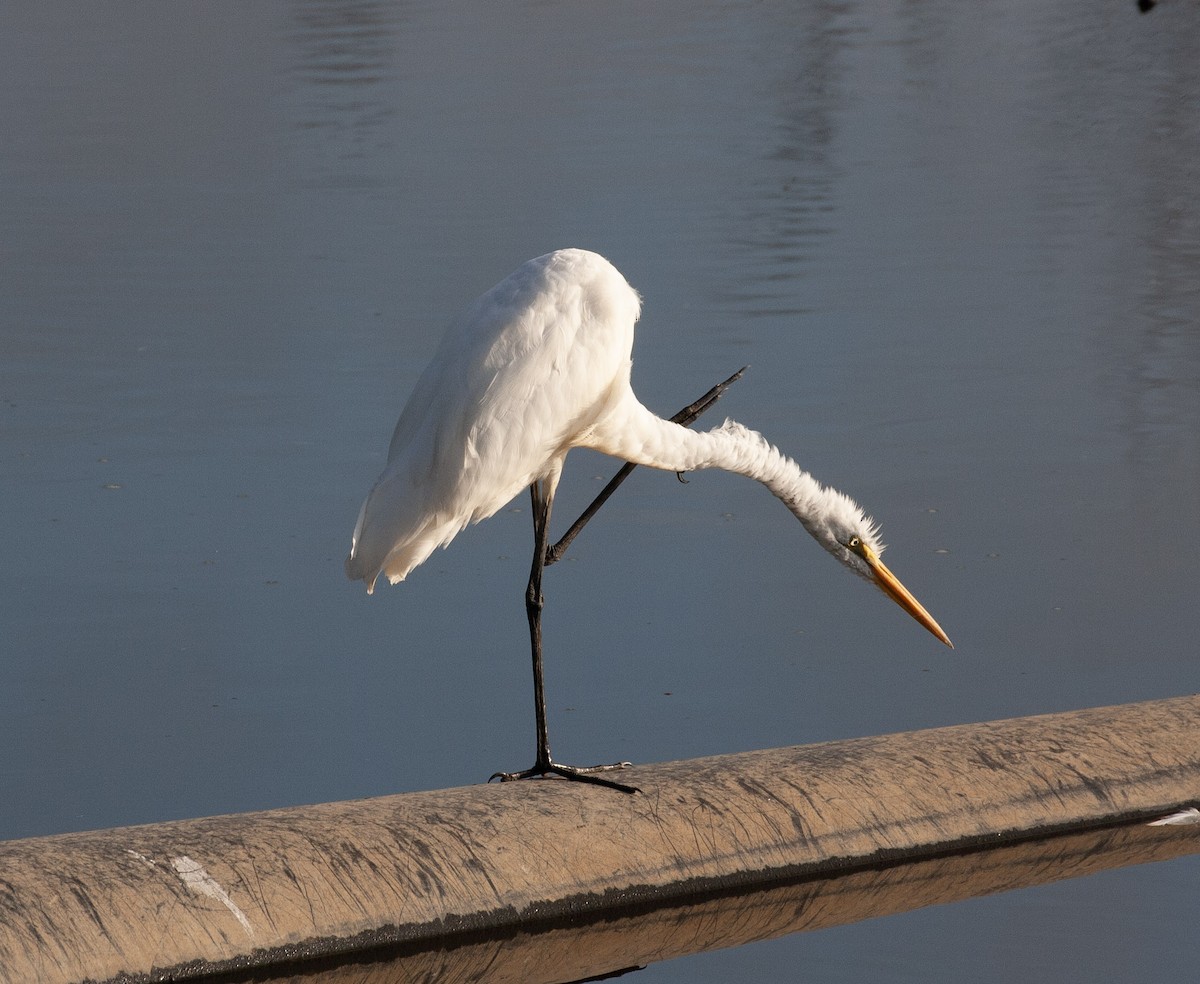 Great Egret - ML640134718