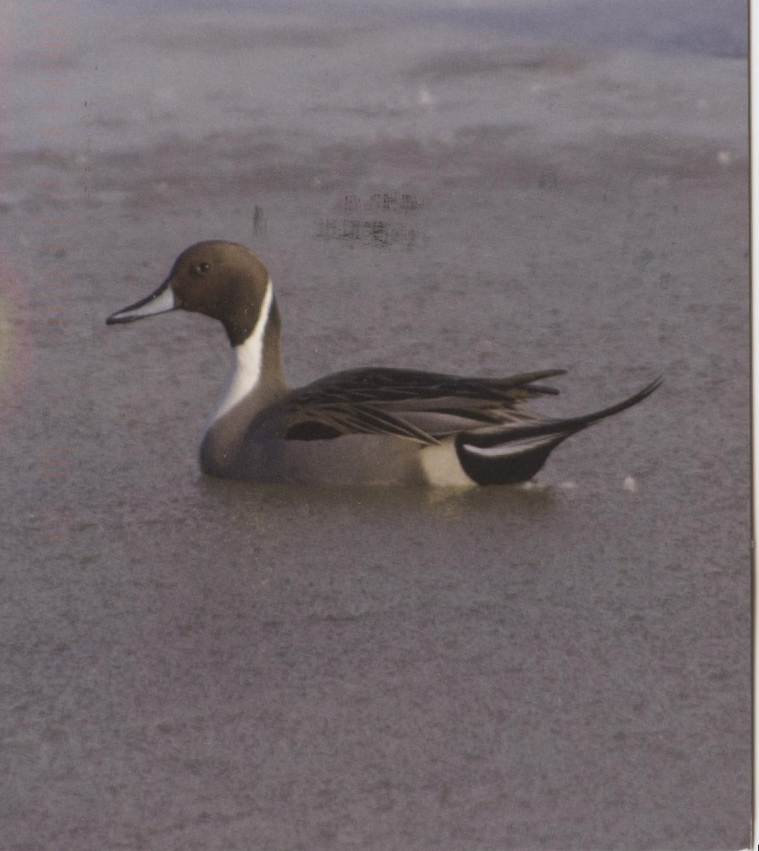 Northern Pintail - ML640134722