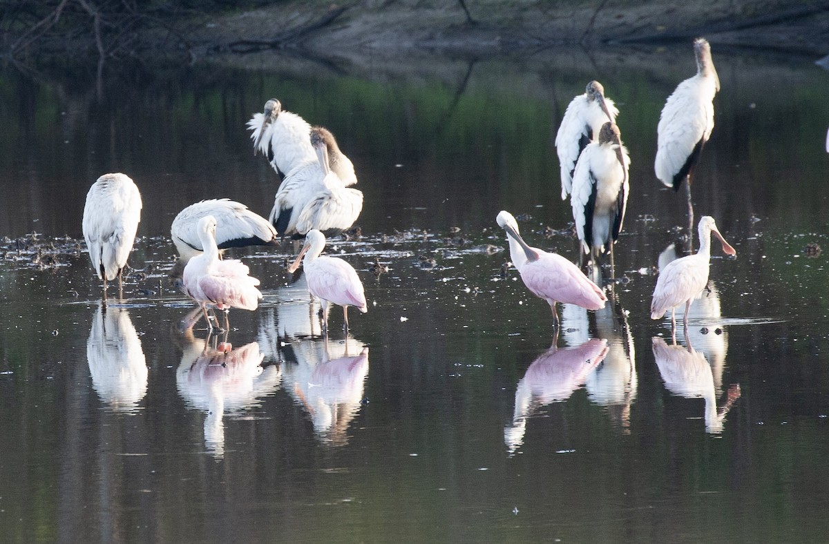 Roseate Spoonbill - ML640134723