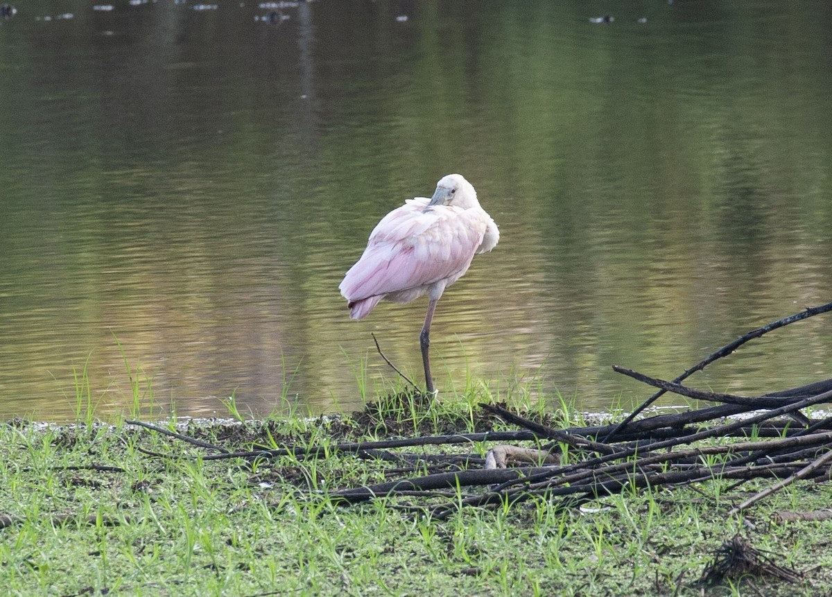 Roseate Spoonbill - ML640134729
