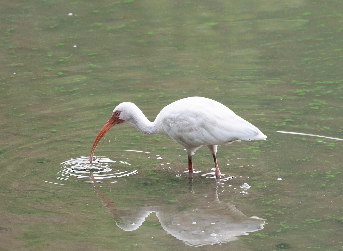 White Ibis - ML640134735