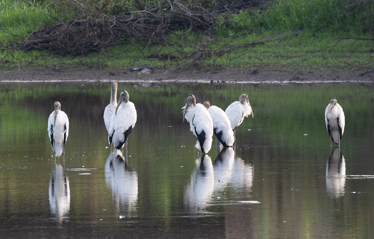 Wood Stork - ML640134738