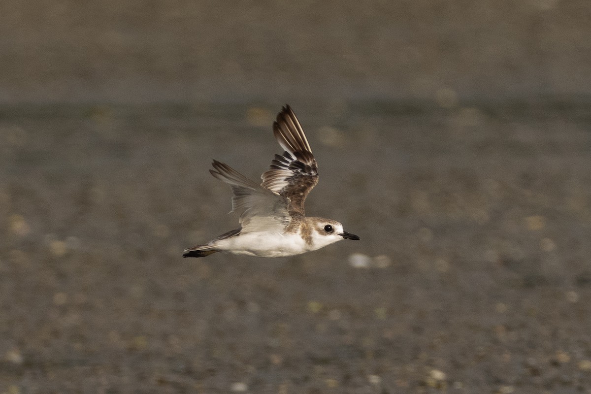 Greater Sand-Plover - ML640134743