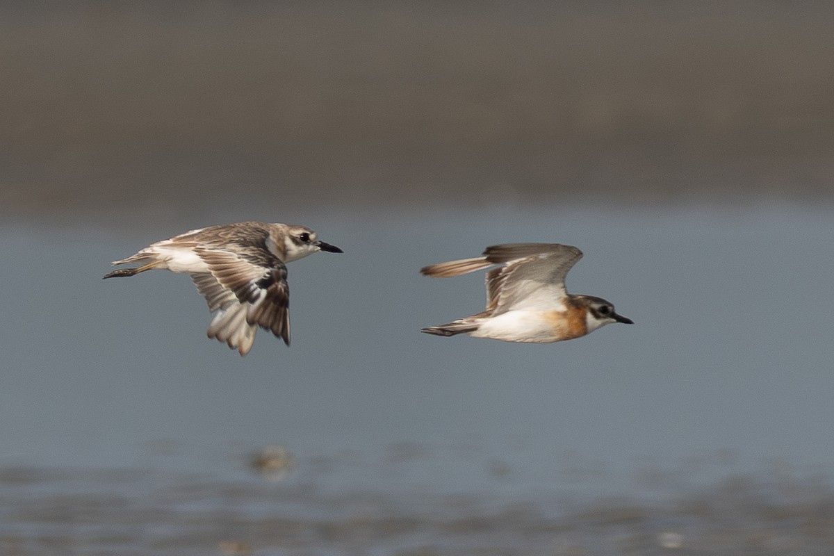 Greater Sand-Plover - ML640134754