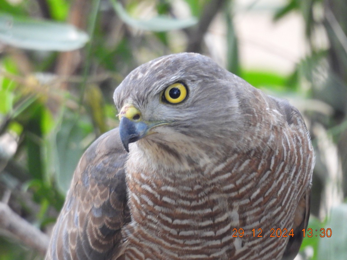 Shikra - ML640134796
