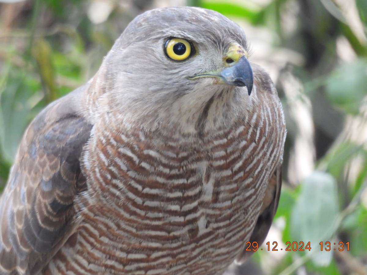 Shikra - ML640134797