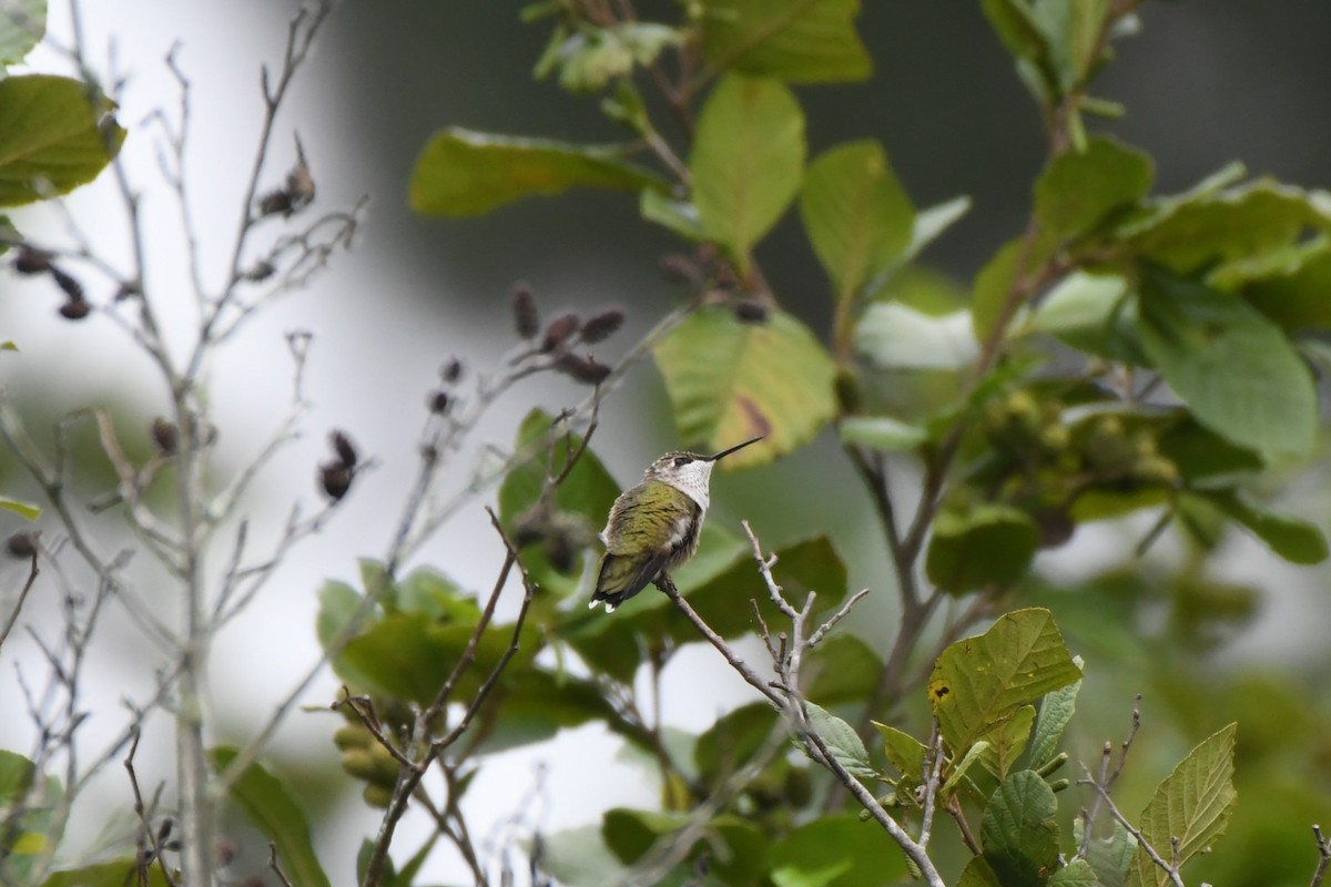 Ruby-throated Hummingbird - ML640134816