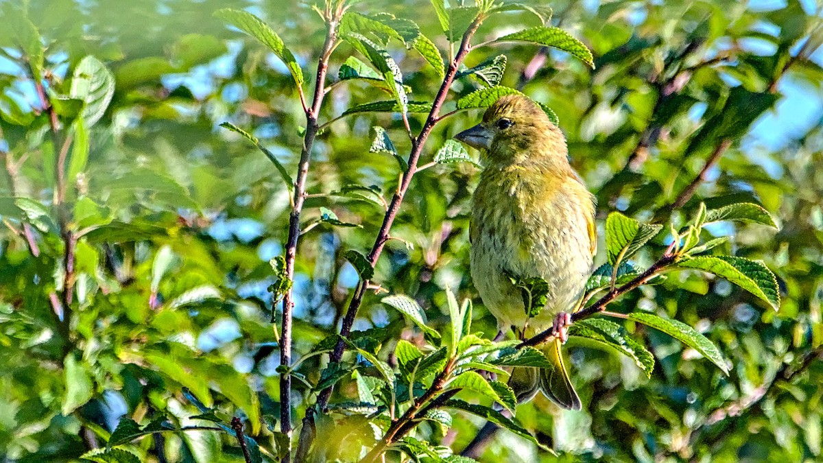 European Greenfinch - ML640134840