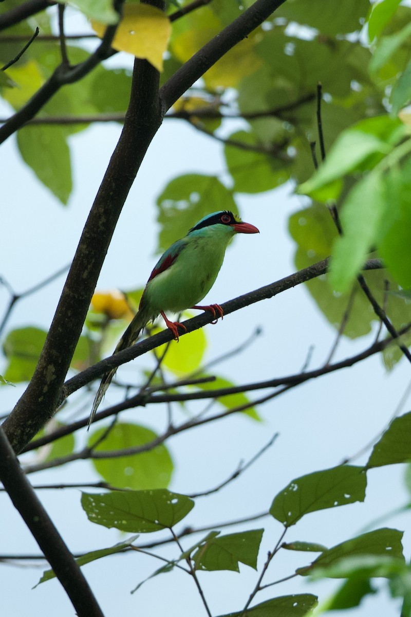 Common Green-Magpie - ML640134841