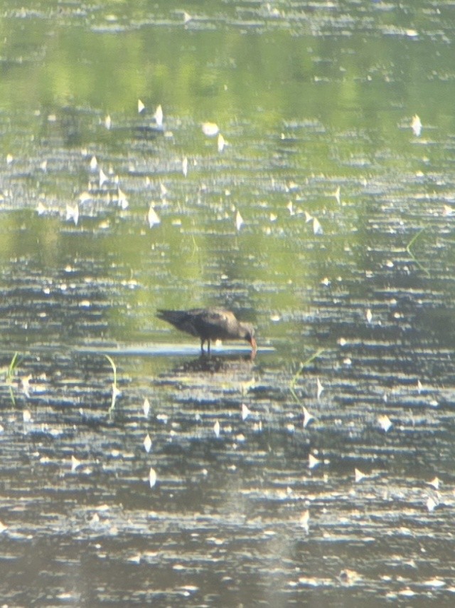 Spotted Redshank - ML640134857