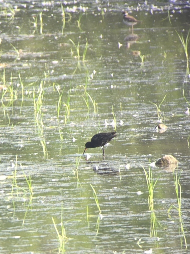 Spotted Redshank - ML640134858