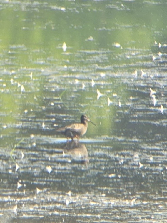 Spotted Redshank - ML640134859