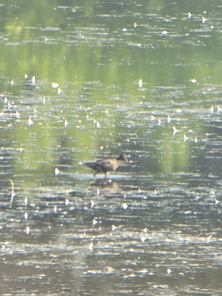 Spotted Redshank - ML640134860