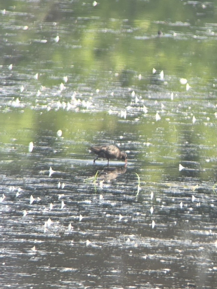 Spotted Redshank - ML640134861